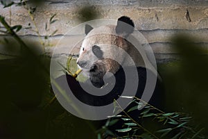 Panda bear behaviour in the nature habitat. Portrait of Giant Panda, Ailuropoda melanoleuca, feeding on bamboo tree in green