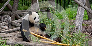 Panda bear at the Berlin zoo