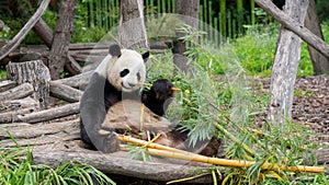 Panda bear at the Berlin zoo