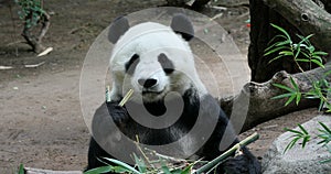 Panda Bear China eating bamboo close 4K