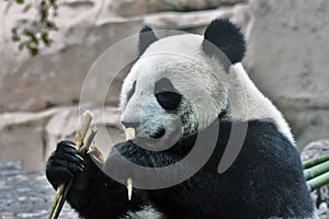 Panda bear color portrait. The animal eats bamboo.