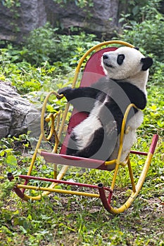 Panda Bear Cub, China Travel, Beijing Zoo