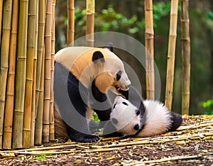 Panda Bear Cub Frolicking with Mother