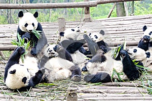 Panda Bear Cubs playing and eating bamboo, Panda Research Center Chengdu, China