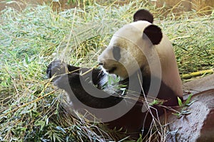 Panda bear eating bambo photo