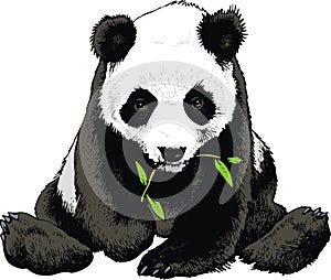 Panda bear is eating bamboo