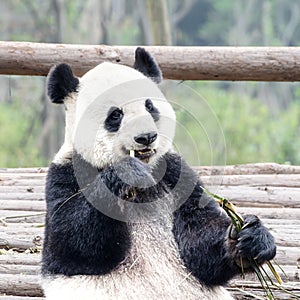 Panda Bear eating bamboo, Panda Research Center Chengdu, China