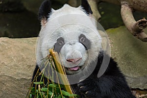 Panda Bear Eating Bamboo Portrait