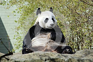A Panda Bear eating a biscuit