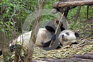 Panda bear at the Giant Panda Conservation Center, Chengdu, China,