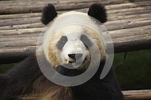 Panda bear at the Giant Panda Conservation Center, Chengdu, China,