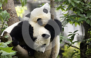 Panda bear at the Giant Panda Conservation Center, Chengdu, China,