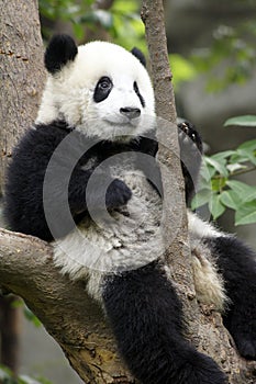 Panda bear at the Giant Panda Conservation Center, Chengdu, China,