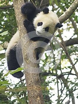 Panda bear at the Giant Panda Conservation Center, Chengdu, China,