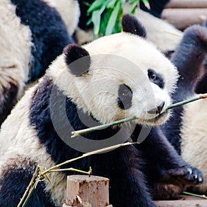 Panda Bear, Giant Panda, Chengdu, China, cute Panda in Chengdu Research Base of Giant Panda Breeding
