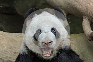 Panda Bear Open Mouth Portrait