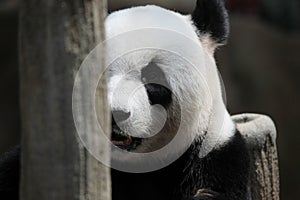 Panda bear portrait