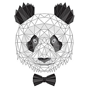 Panda bear portrait