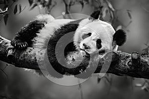 A panda bear sleeping on a tree branch. Generative AI