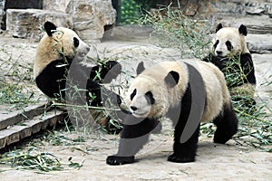 Panda Bears in Beijing China