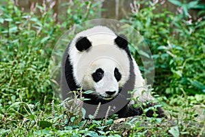 Panda bears cubs playing Sichuan China