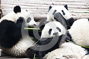 Panda Bears, eating bamboo, Chengdu, China