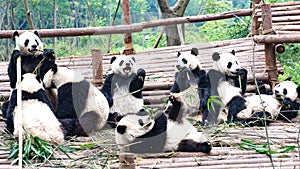 Panda bears, eating and playing giant pandas, in Chengdu Research Base of Giant Panda Breeding, Chengdu, China