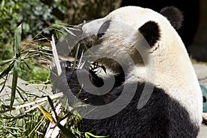 Panda Bears Eats Bamboo Shoots