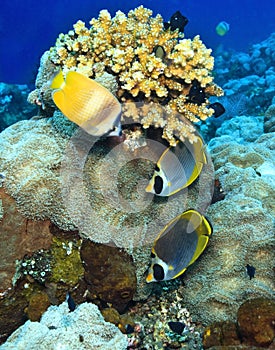 Panda butterflyfish