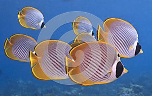 Panda butterflyfish