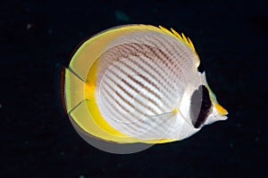 Panda butterflyfish (Chaetodon adiergastos)