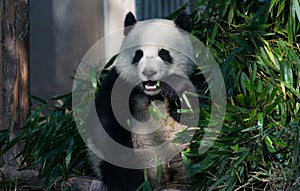 Panda in Chengdu, Sichuan, China