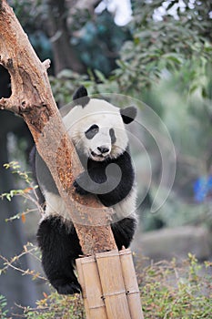 Panda climbing tree
