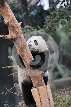 Panda climbing tree