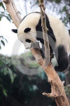 Panda climbing tree