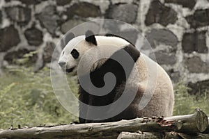 Panda Conservation Area, Chengdu