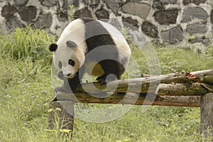 Panda Conservation Area, Chengdu