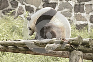 Panda Conservation Area, Chengdu