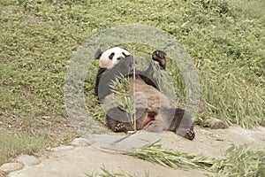 Panda Conservation Area, Chengdu