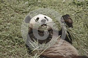 Panda Conservation Area, Chengdu