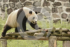 Panda Conservation Area, Chengdu