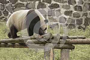 Panda Conservation Area, Chengdu