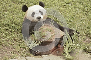 Panda Conservation Area, Chengdu