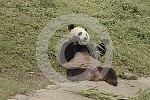 Panda Conservation Area, Chengdu