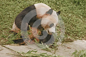 Panda Conservation Area, Chengdu