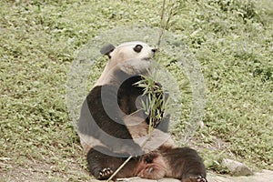 Panda Conservation Area, Chengdu