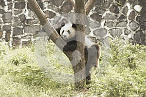 Panda Conservation Area, Chengdu