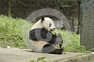 Panda Conservation Area, Chengdu