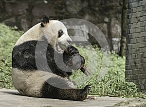 Panda Conservation Area, Chengdu