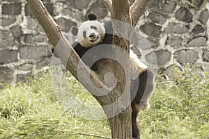 Panda Conservation Area, Chengdu